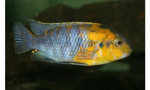 Tropheops red cheek chizumulu